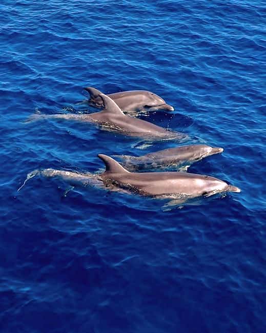 Olbia: Dolphin Watching & Snorkeling Boat Tour near Figarolo - Why this Olbia boat trip works so well