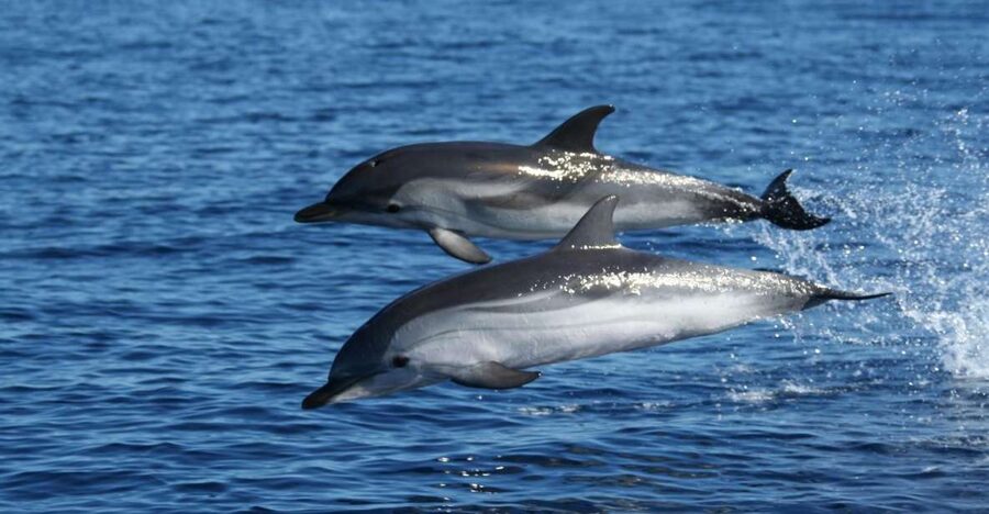 Olbia: Dolphin Watching & Snorkeling Boat Tour near Figarolo - Figarolo Island: the first swim and snorkel