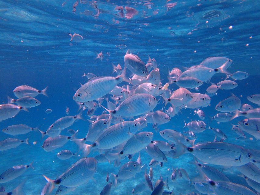 Olbia: Dolphin Watching & Snorkeling Boat Tour near Figarolo - Capo Figari and the best chance for dolphins
