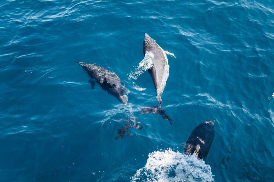Olbia: Dolphin Watching & Snorkeling Boat Tour near Figarolo - Cala Moresca: a relaxed second water stop