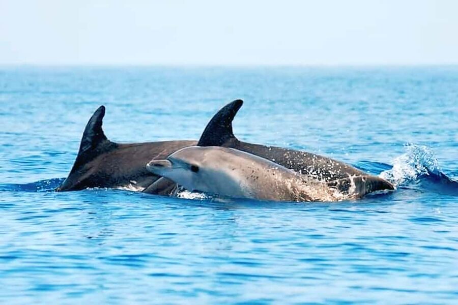 Olbia: Dolphin Watching & Snorkeling Boat Tour near Figarolo - Bocca Island and the ride back