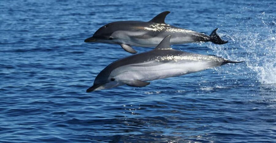 Olbia: Dolphin Watching & Snorkeling Boat Tour near Figarolo - Who should book this experience