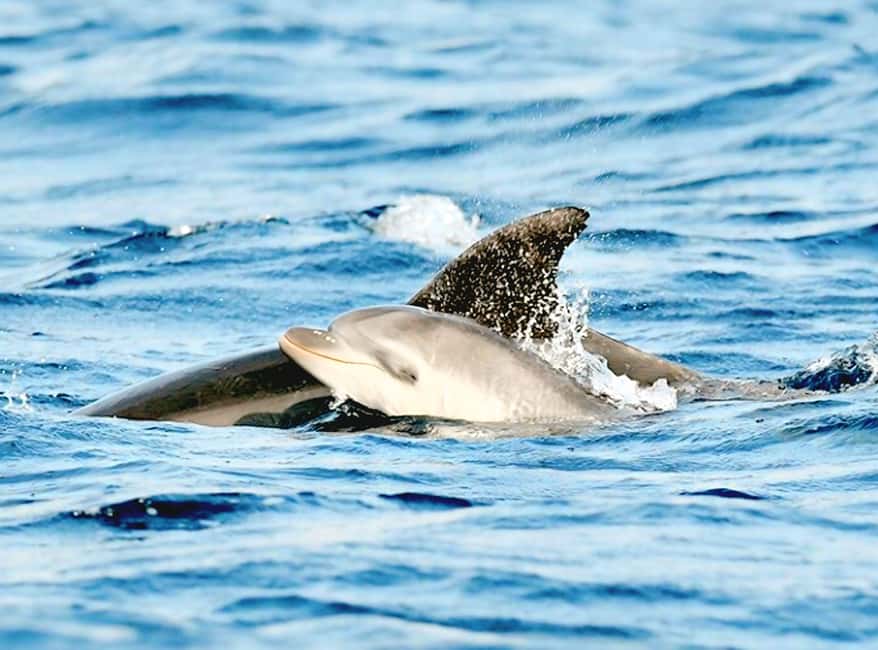 Olbia: Dolphin Watching & Snorkeling Boat Tour near Figarolo - Leaving Moys Marina for Figarolo Island
