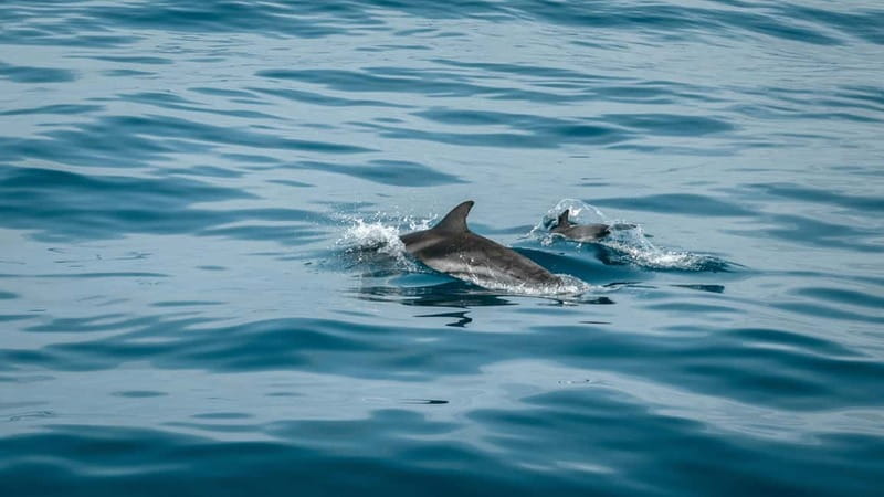 Olbia: Dolphin Watching & Snorkeling Boat Trip - Key points to know before booking