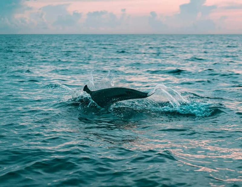 Olbia: Dolphin Watching & Snorkeling Boat Trip - A short boat trip with two clear goals
