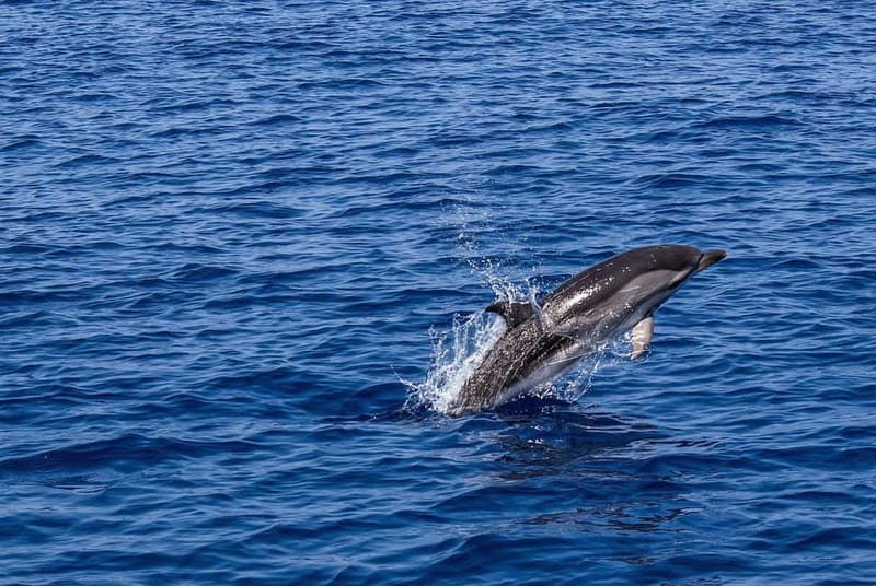 Olbia: Dolphin Watching & Snorkeling Boat Trip - The first 20 minutes toward Figarolo Island