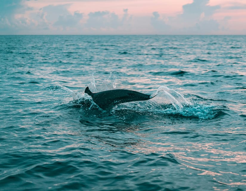 Olbia: Dolphin Watching & Snorkeling Boat Trip - A small aperitif on the way back
