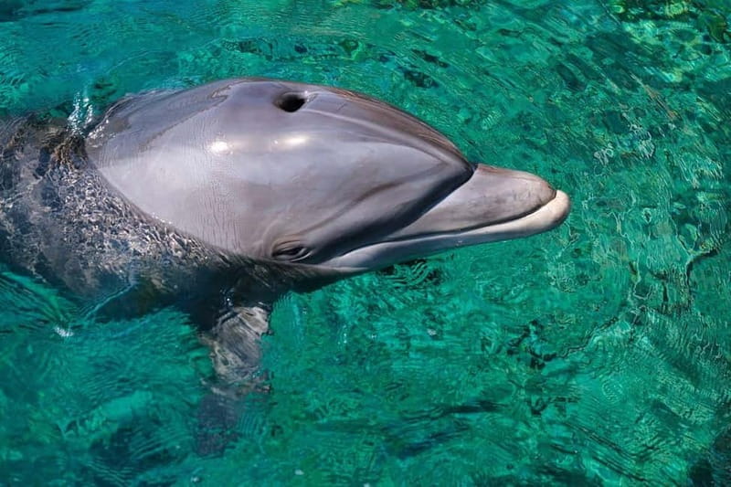 Olbia: Dolphin Watching & Snorkeling Boat Trip - Who will get the most from this outing