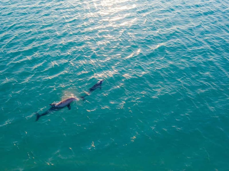 Olbia: Dolphin Watching & Snorkeling Boat Trip - Finding the black gate at Olbia port