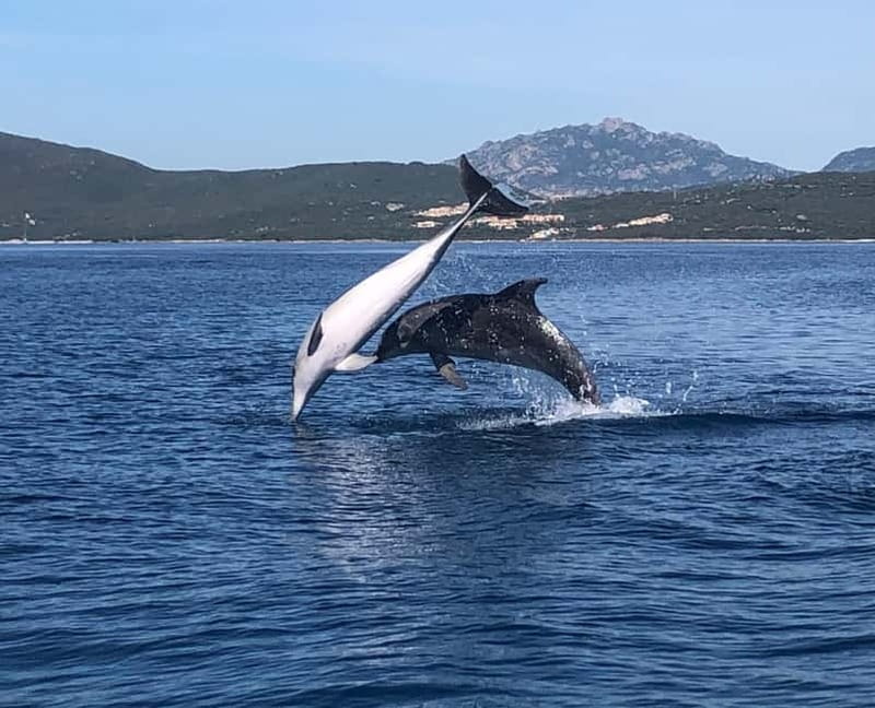 Olbia: Eco-Friendly Dolphin-Watching Boat Trip - Key points to know before booking