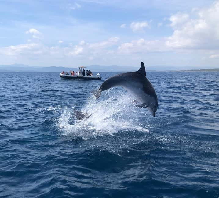 Olbia: Eco-Friendly Dolphin-Watching Boat Trip - A closer look at the animal-welfare approach