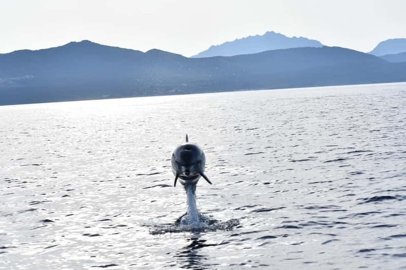 Olbia: Eco-Friendly Dolphin-Watching Boat Trip - The boat, group size, and crew