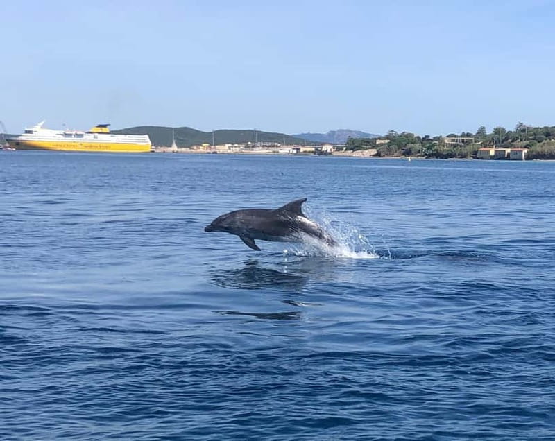 Olbia: Eco-Friendly Dolphin-Watching Boat Trip - Is $46 a fair price?