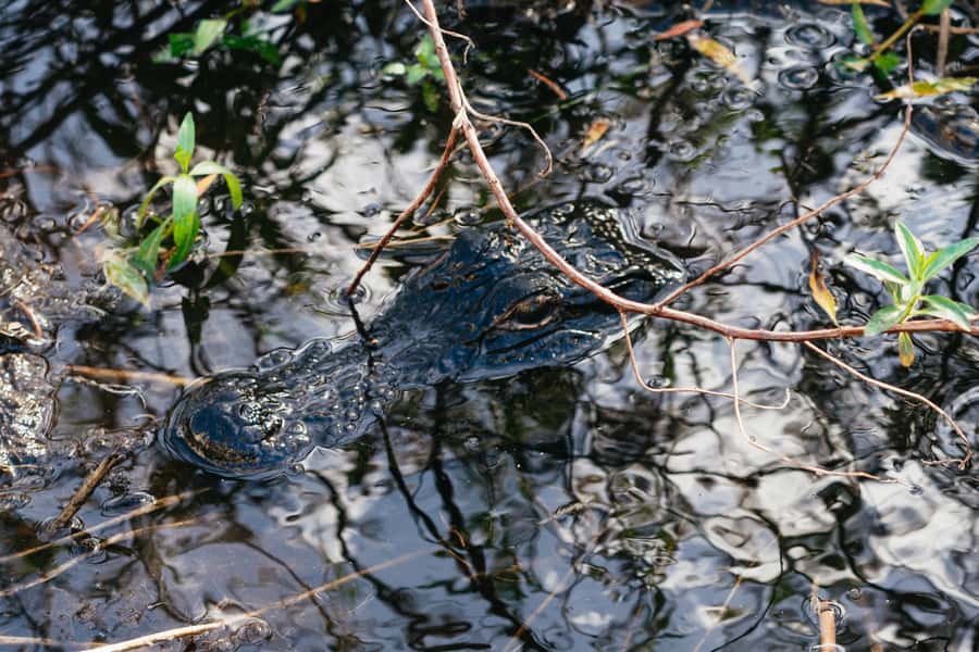 Orlando: Florida Everglades Wildlife Airboat Tour - Key points to know before you go