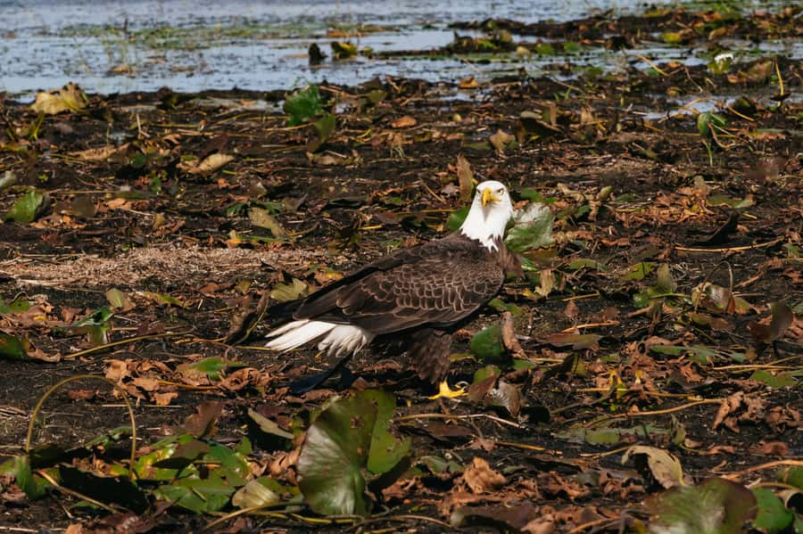 Orlando: Florida Everglades Wildlife Airboat Tour - From open water to marsh and wet prairie