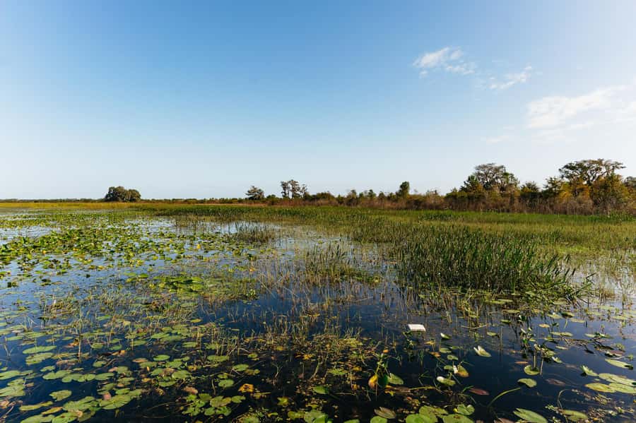 Orlando: Florida Everglades Wildlife Airboat Tour - Finding alligators, birds, and other wildlife