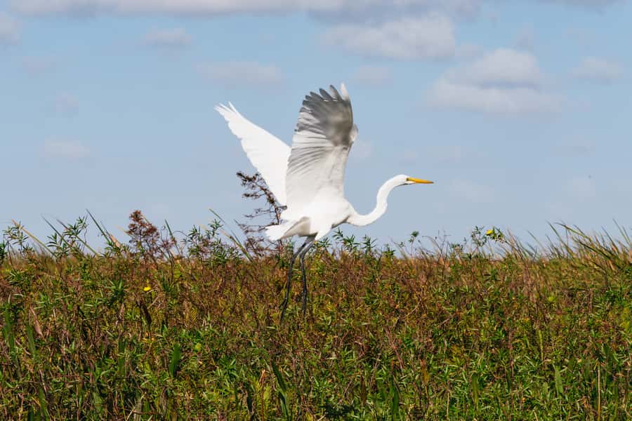 Orlando: Florida Everglades Wildlife Airboat Tour - Timing, weather, and practical comfort