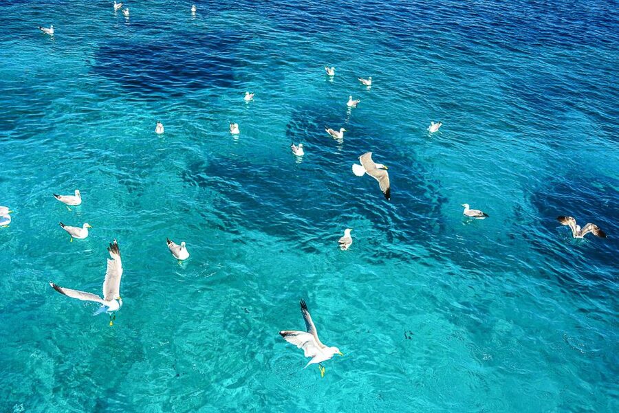 Palau: La Maddalena Archipelago and Caprera Island Boat Tour - A full day among Sardinia’s northern islands