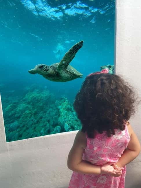 Paphos: Swim Cruise with Turtle Watching, Drinks & Aperol - Seeing the Vera K shipwreck through the glass cabin