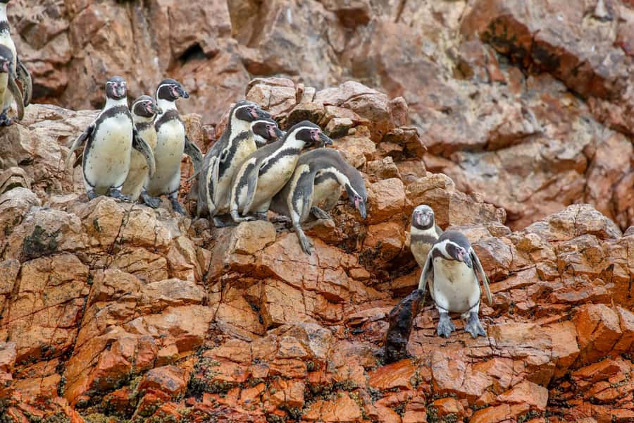 Paracas: Ballestas Islands Morning Boat Tour - Key points to know before you go