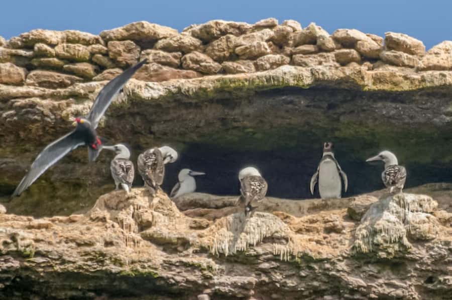 Paracas: Ballestas Islands Morning Boat Tour - Reaching the Ballestas Islands by speedboat