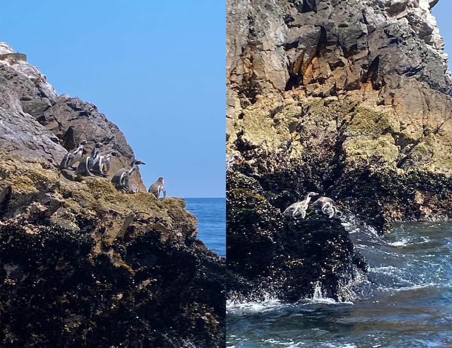 Paracas: Ballestas Islands Morning Boat Tour - Is $17 good value for two hours?