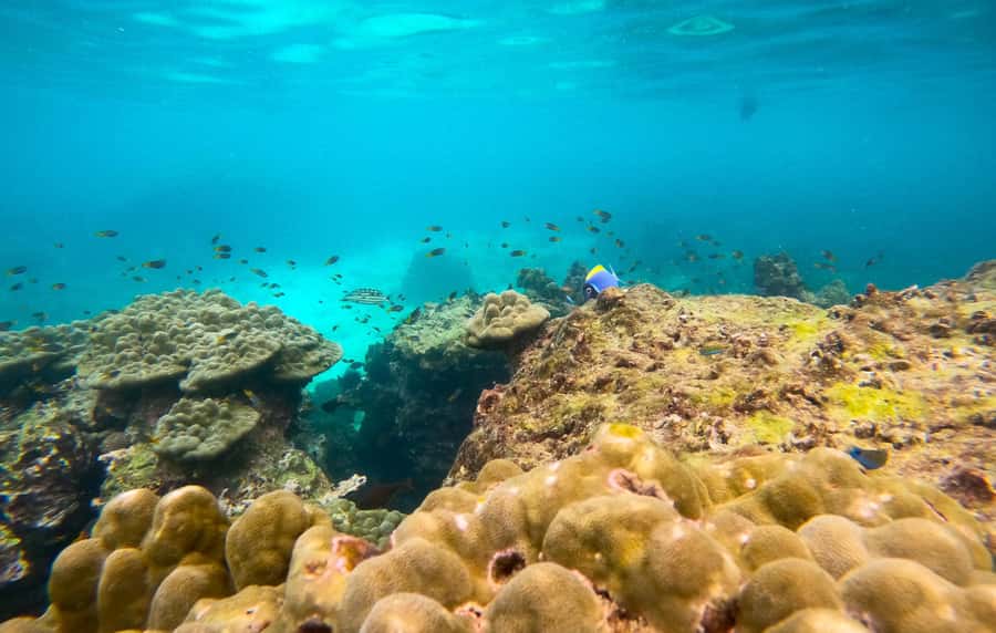 Phi Phi: Private Longtail Boat to Maya Bay with Snorkeling - Is the private Maya Bay trip worth booking?