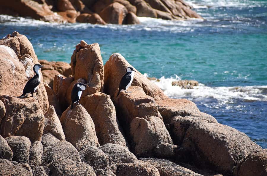 Phillip Island: 1-Hour Cape Woolamai Scenic Cruise - What the boat ride feels like for children and older adults