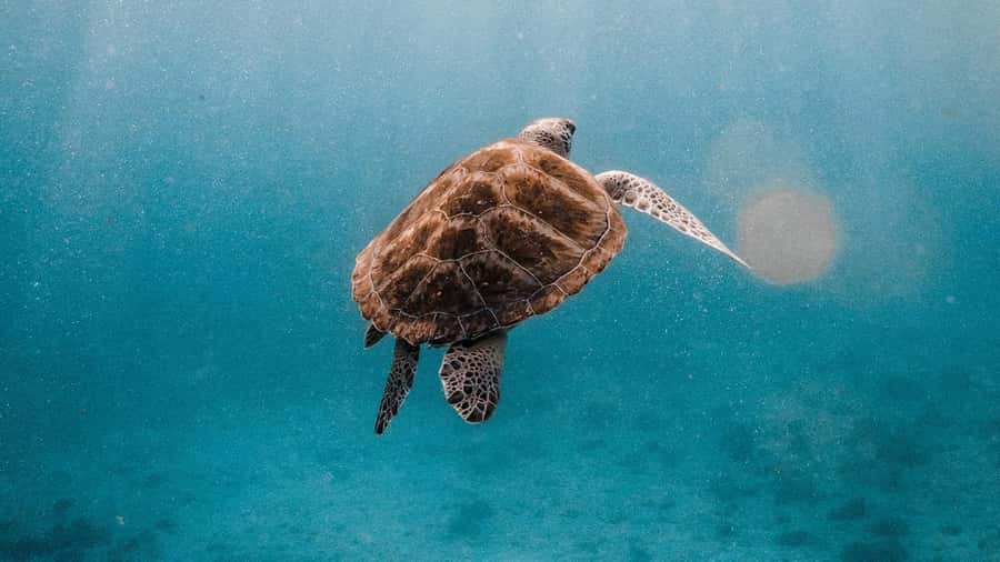 Phuket/Khao Lak: Similan Islands Luxury Catamaran Experience - Is $128 good value?