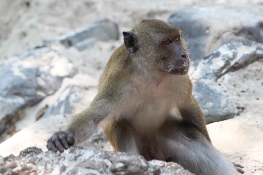 Phuket: Phi Phi Sunrise Boat Tour to Bamboo and Khai Island - Monkey Beach from the water
