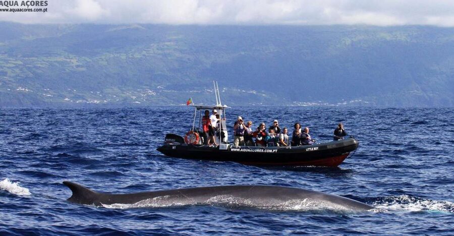 Pico Island: Azores Whale & Dolphin Watching on Zodiac Boat - Careful Encounters With Whales
