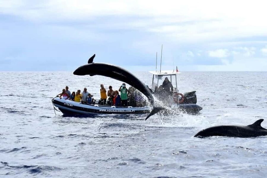 Pico Island: Azores Whale & Dolphin Watching on Zodiac Boat - What the Guides Add