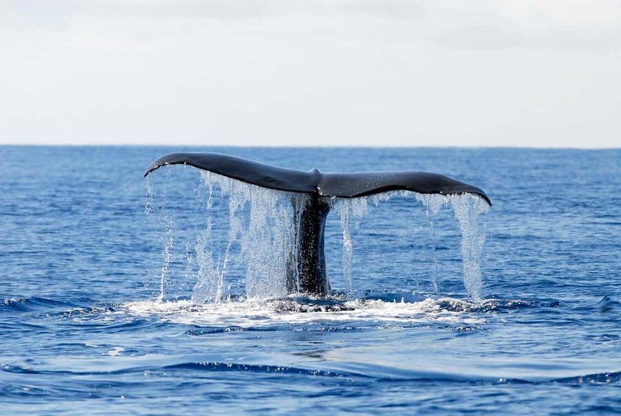 Pico Island: Azores Whale & Dolphin Watching on Zodiac Boat - Final Verdict: A Worthwhile Wildcard at Sea