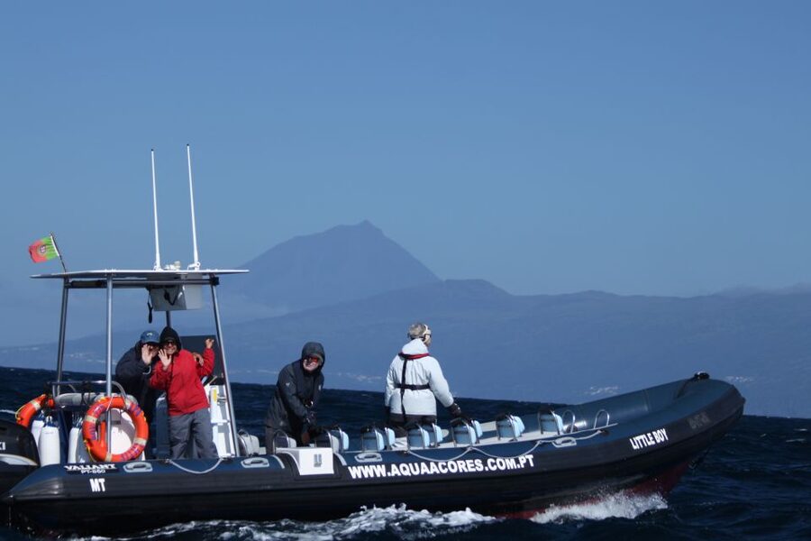 Pico Island: Azores Whale & Dolphin Watching on Zodiac Boat - Looking for More Than One Kind of Wildlife