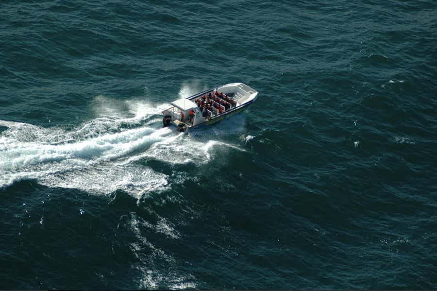 Plettenberg Bay: Whale Watching Boat Cruise - Key points to know before you book