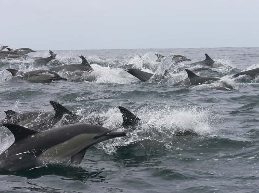 Plettenberg Bay: Whale Watching Boat Cruise - A fast start from Plettenberg Bay beach