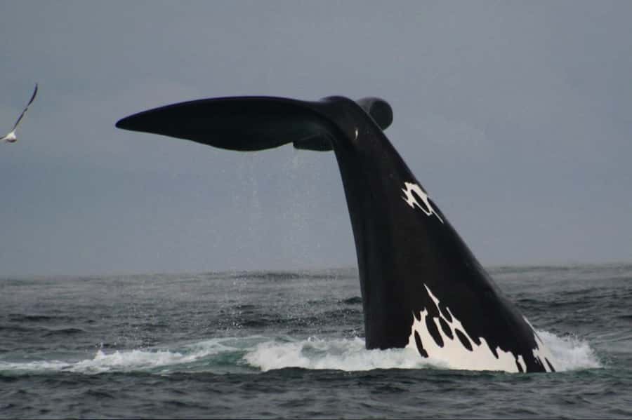 Plettenberg Bay: Whale Watching Boat Cruise - Whales from June through November