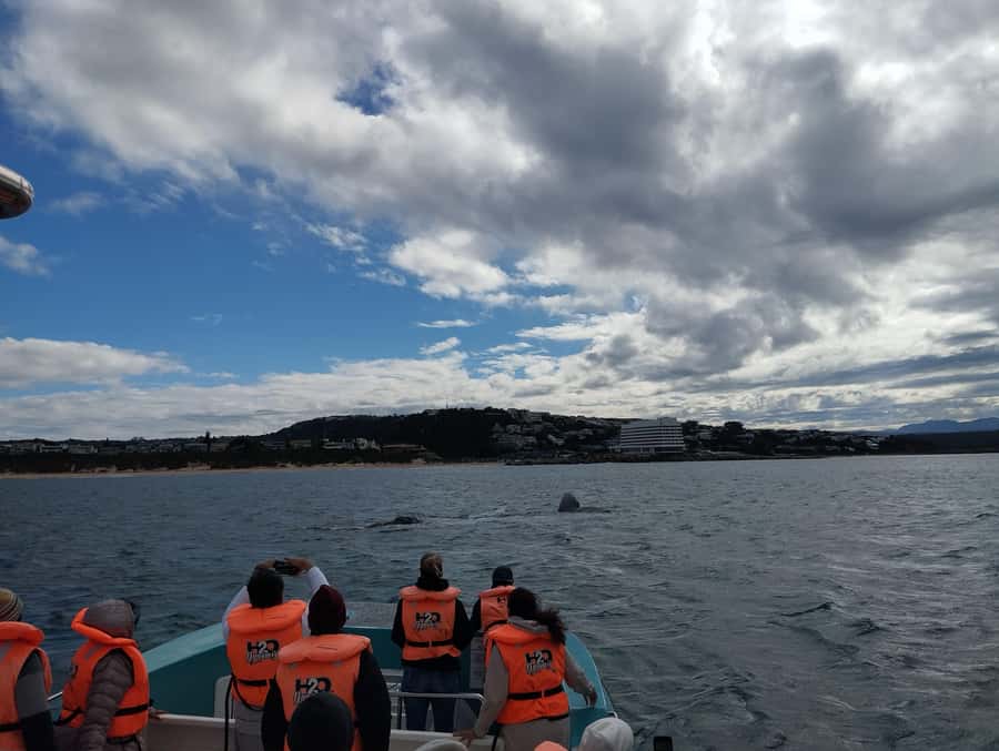 Plettenberg Bay: Whale Watching Boat Cruise - What the guides add to the experience