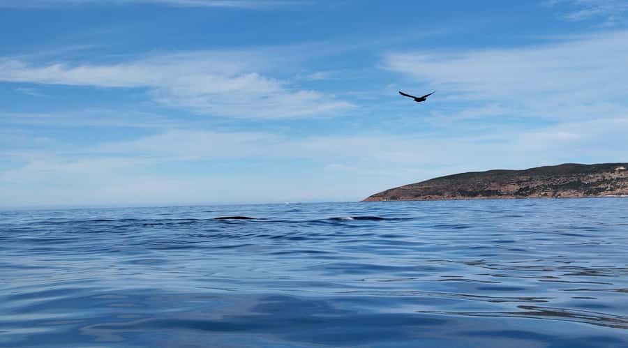 Plettenberg Bay: Whale Watching Boat Cruise - Weather, cancellations, and the morning choice