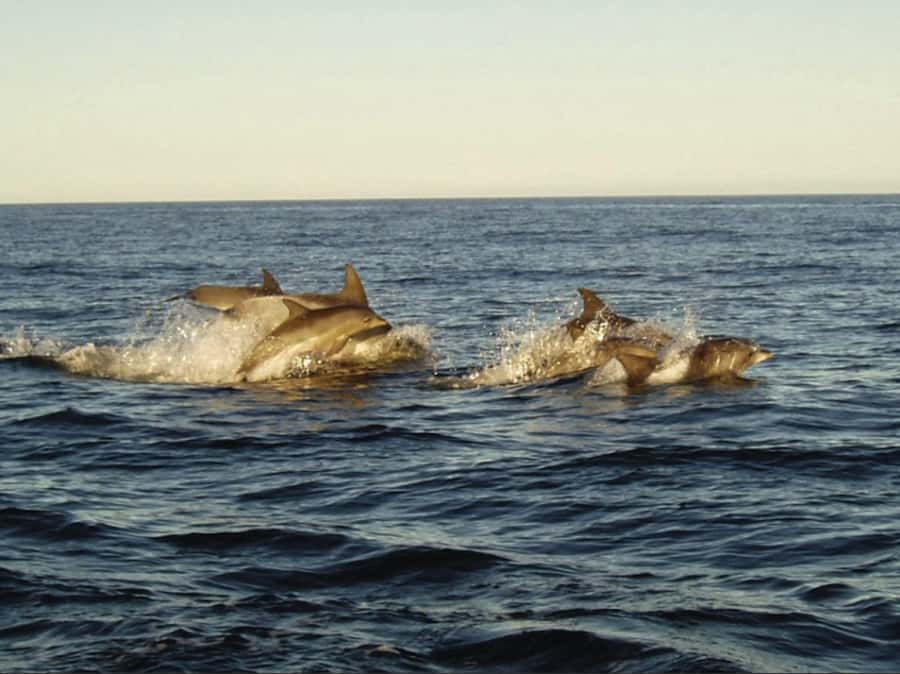 Plettenberg Bay: Whale Watching Boat Cruise - Two hours along the whale coast