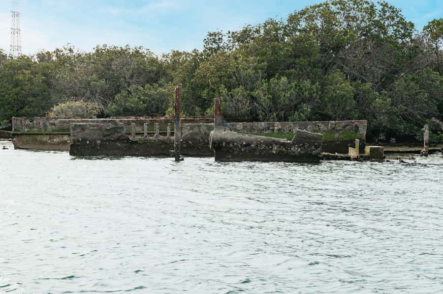 Port Adelaide: Dolphin and Ships Graveyard Cruise - Birdlife along the International Bird Sanctuary