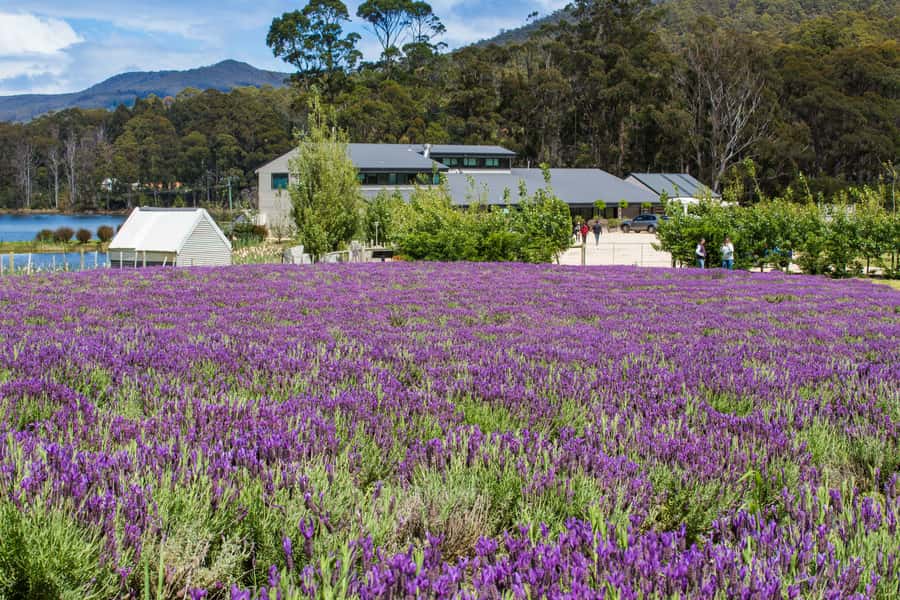 Port Arthur Tasman Sights with Harbour Cruise - Guides are a major part of the experience