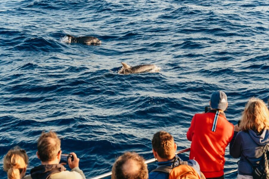 Port d'Alcudia: Sunrise at Sea & Dolphin Watching Boat Tour - How the $69 price works for you