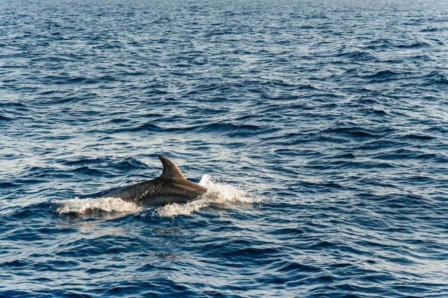 Port d'Alcudia: Sunrise at Sea & Dolphin Watching Boat Tour - Who will enjoy this most