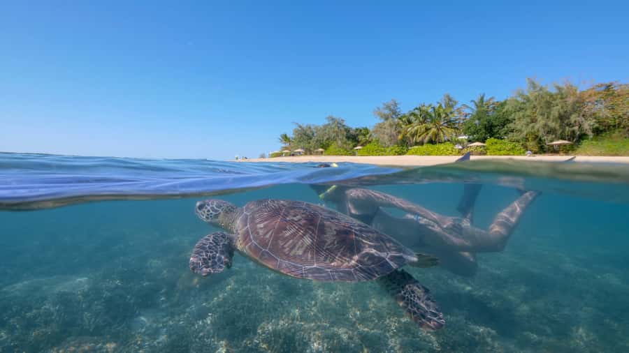 Port Douglas: Low Isles Glass Bottom Boat & Snorkeling Tour - The glass-bottom boat option