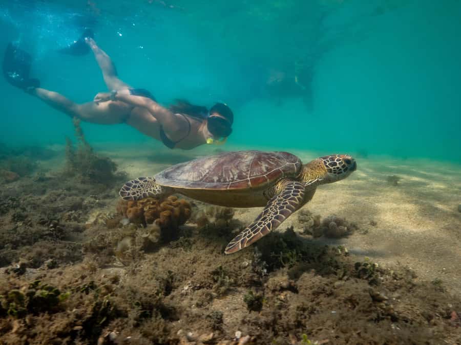 Port Douglas: Low Isles Glass Bottom Boat & Snorkeling Tour - The crew and the feel onboard