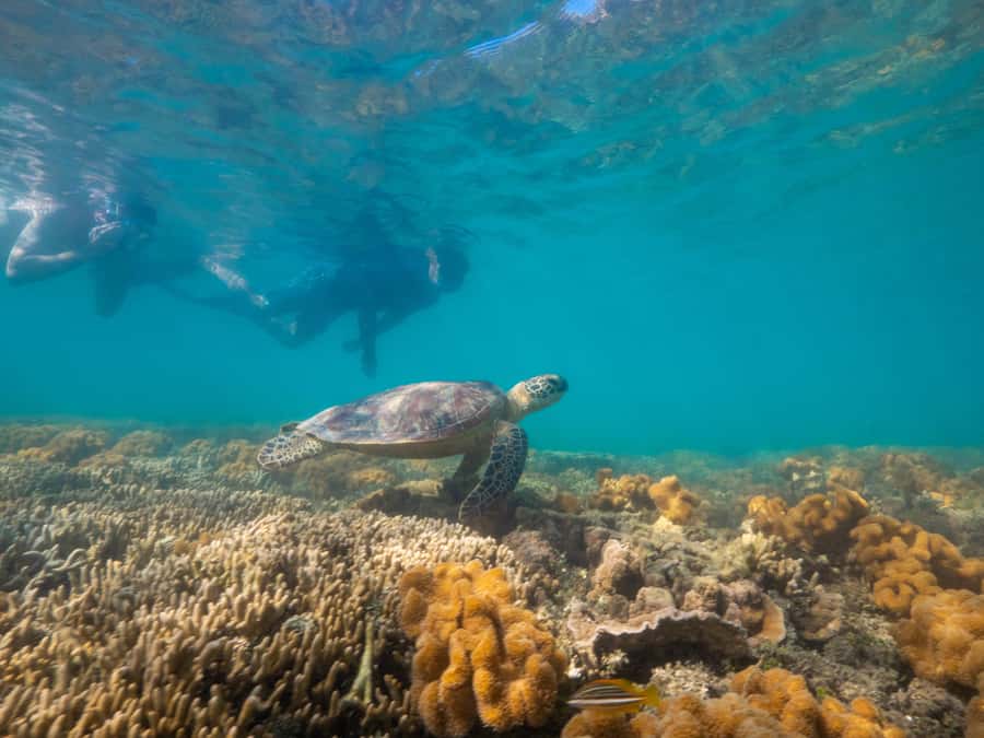 Port Douglas: Low Isles Glass Bottom Boat & Snorkeling Tour - Who should book this Low Isles trip?