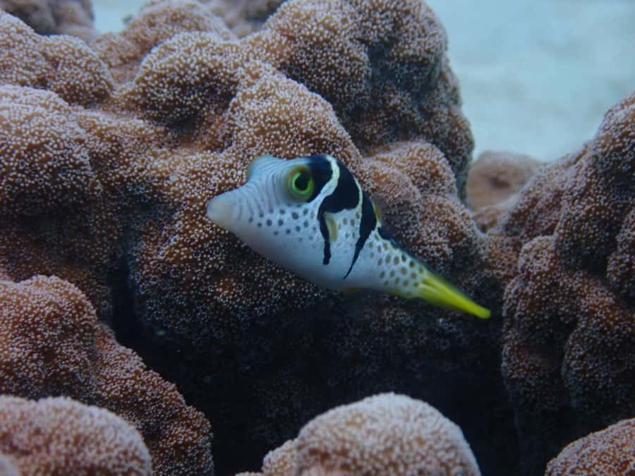 Port Douglas: Outer Great Barrier Reef Snorkeling Cruise - My call: is Wavelength worth your day?