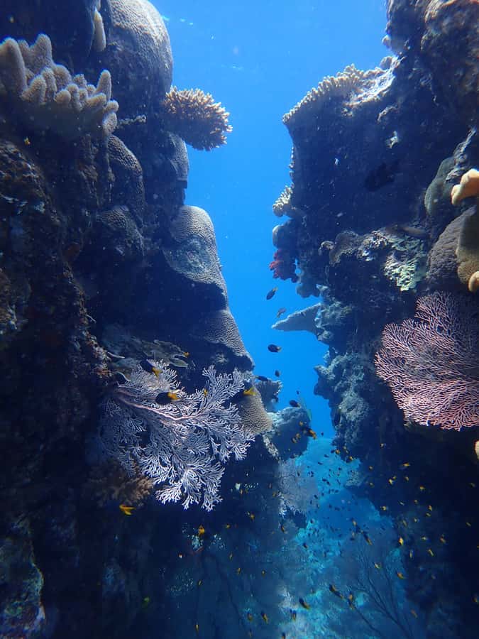 Port Douglas: Outer Great Barrier Reef Snorkeling Cruise - The second reef site and the guided snorkel