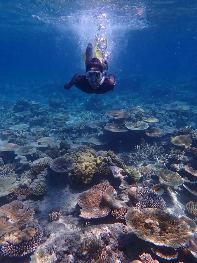 Port Douglas: Outer Great Barrier Reef Snorkeling Cruise - Lunch, reef science, and time to ask questions